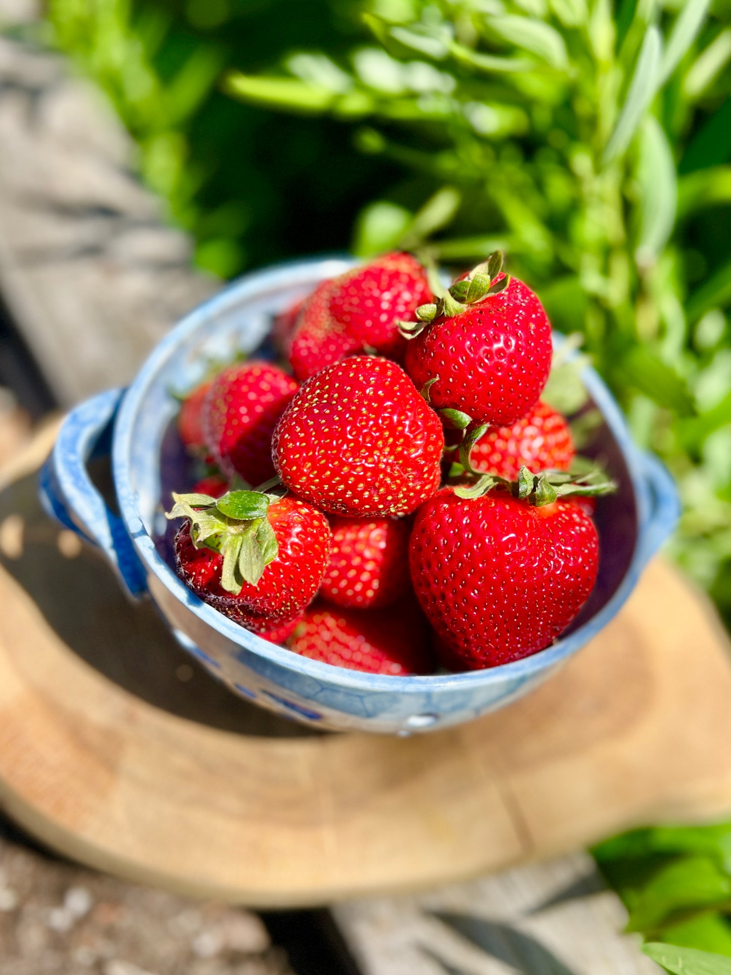 Shell Berry Strainer Bowl
