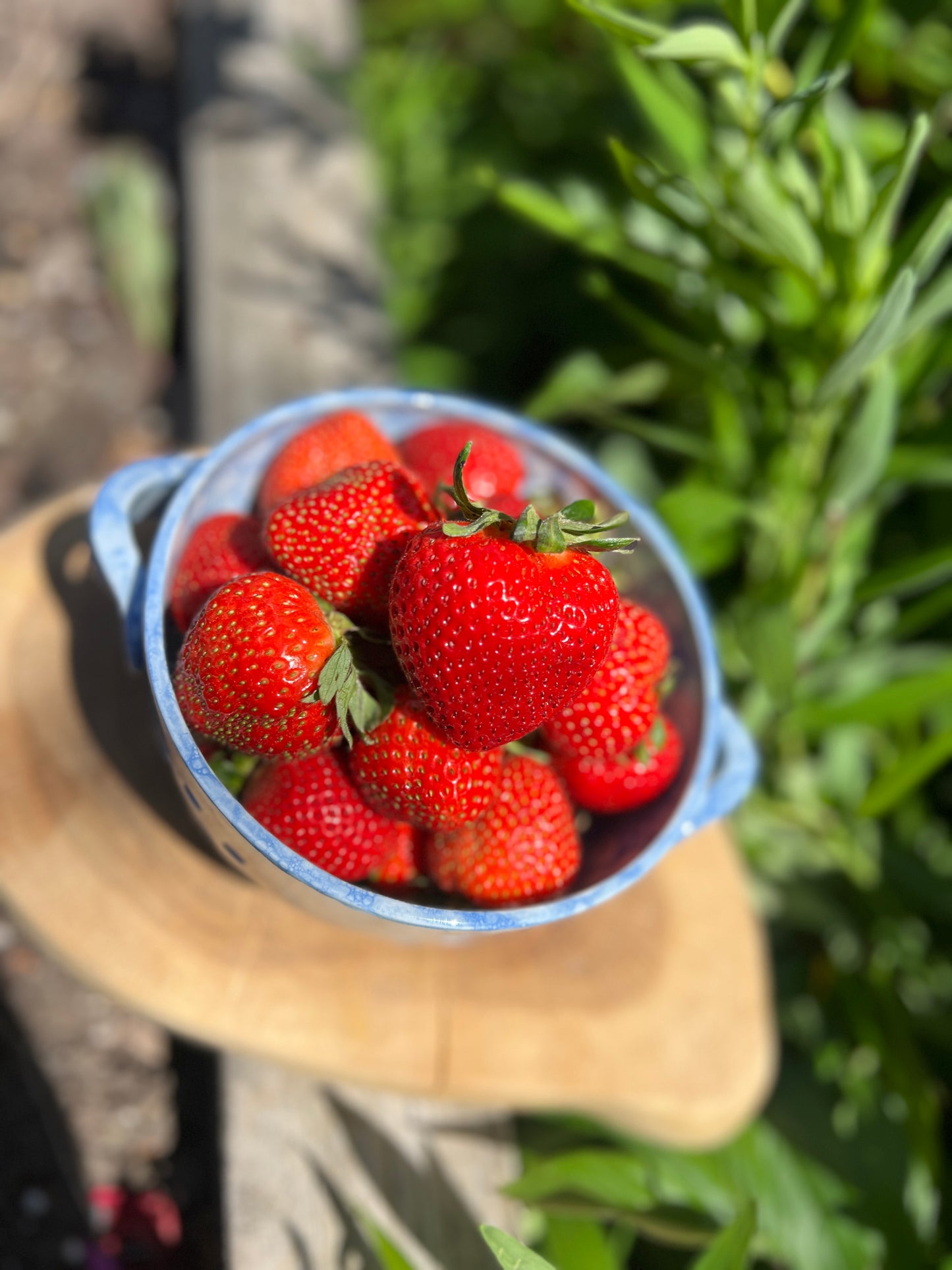 Spiral Berry Strainer Bowl